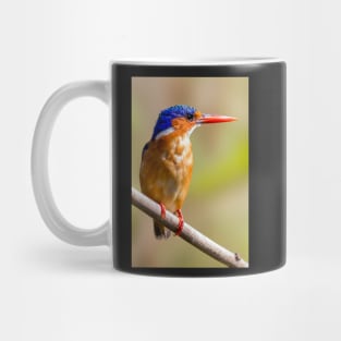 Malachite Kingfisher, Zambia Mug